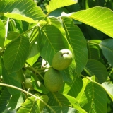 Listovi oraha: korisna svojstva i kontraindikacije